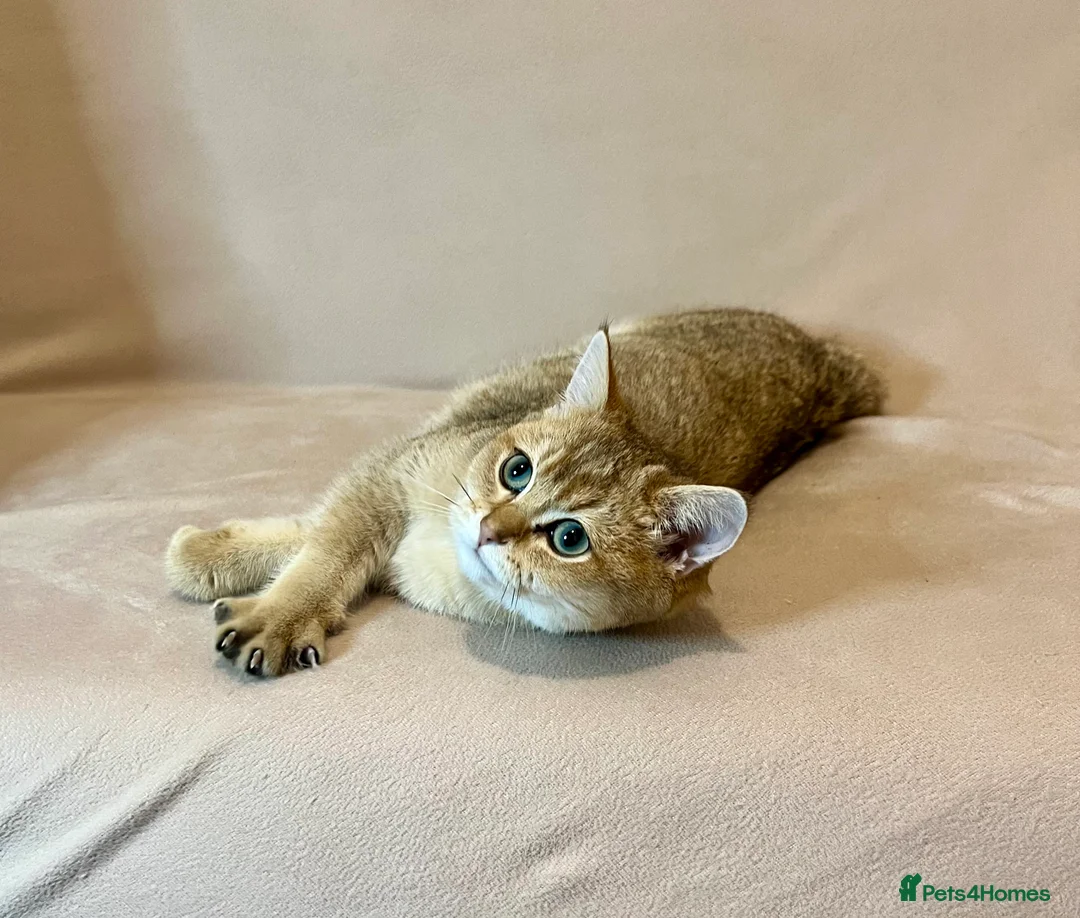British Shorthair cats for sale: 🐾 Purebred BSH Golden kitten 🐾  - Advert 7