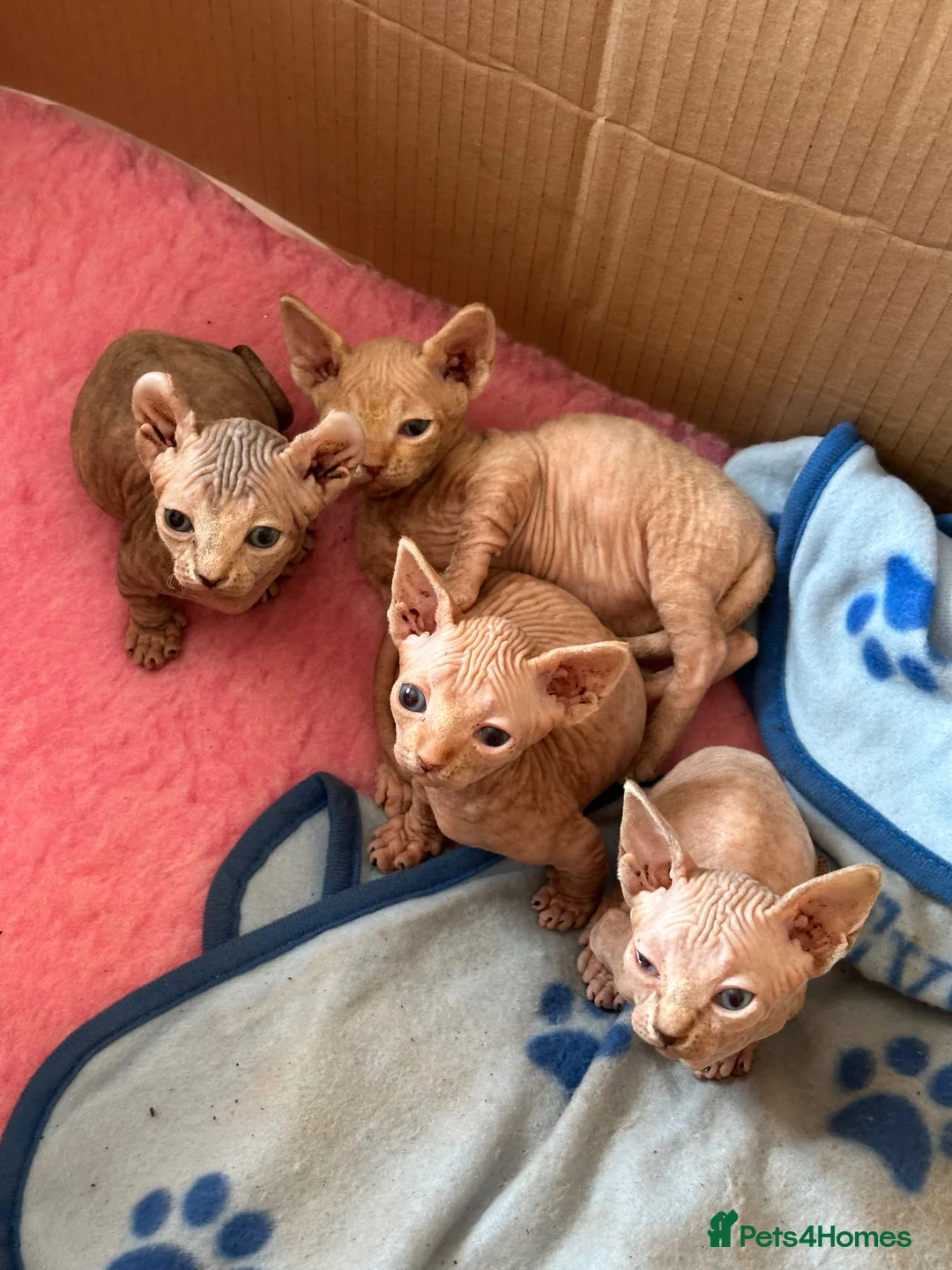 Sphynx cats for sale: Canadian bambino Sphynx kittens  - Advert 2