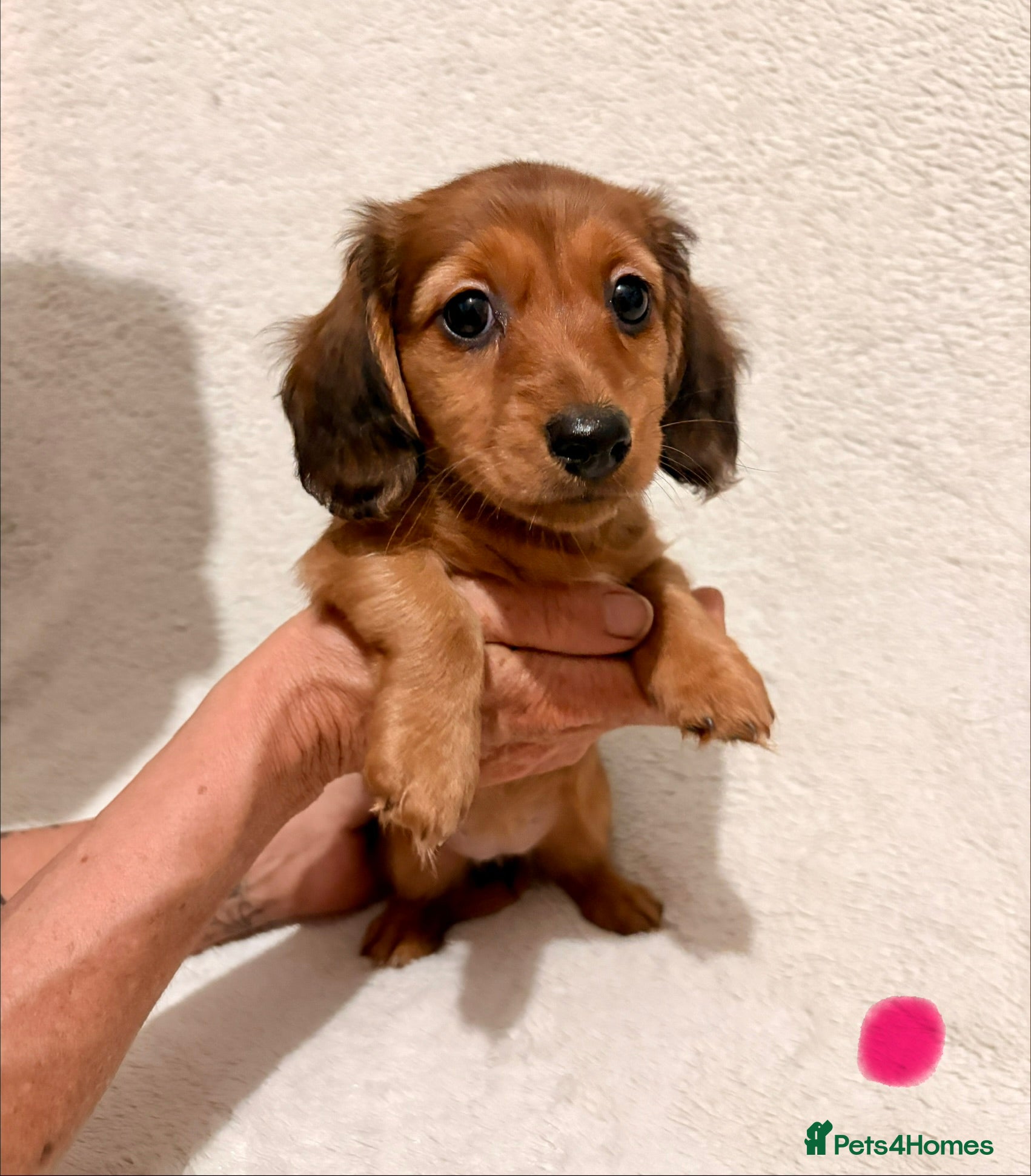 Miniature Dachshund dogs Miniature Dachshund Puppies - Advert 11