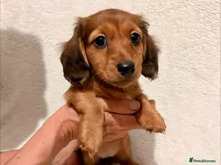 Miniature Dachshund dogs Miniature Dachshund Puppies - Advert 5