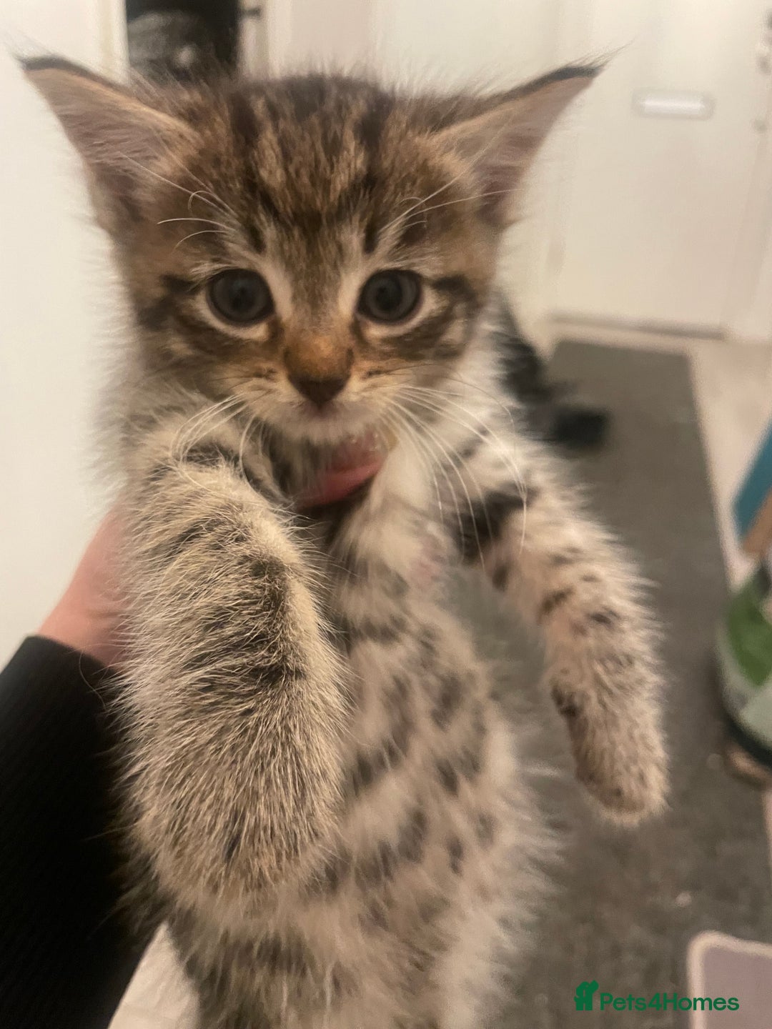 Mixed Breed cats for sale: Half bengal  - Image 10
