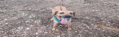 Rhodesian Ridgeback Puppy 3
