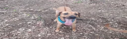 Rhodesian Ridgeback dogs for sale: 🦁RHODESIAN RIDGEBACKS PUPPIES🦁  - Advert 24
