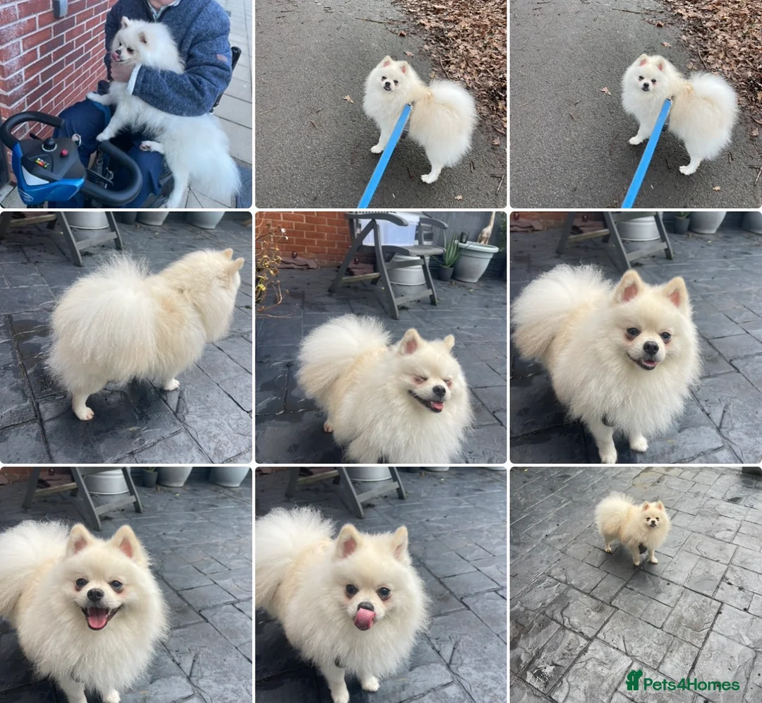 Pomeranian dogs for sale: White Pomeranian Pup - Advert 1