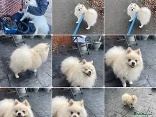 Pomeranian dogs White Pomeranian Pup - Advert 5