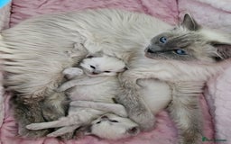 Ragdoll cats for sale: Purebred Blue Point Ragdoll Kittens 🩷💙 - Advert 21