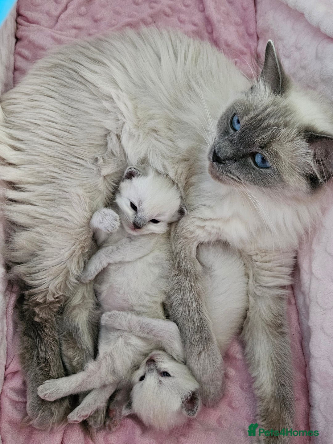Ragdoll cats for sale: Purebred Blue Point Ragdoll Kittens 🩷💙 - Advert 21