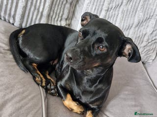 Mixed Breed dogs Beautiful dachshund puppies - Advert 1