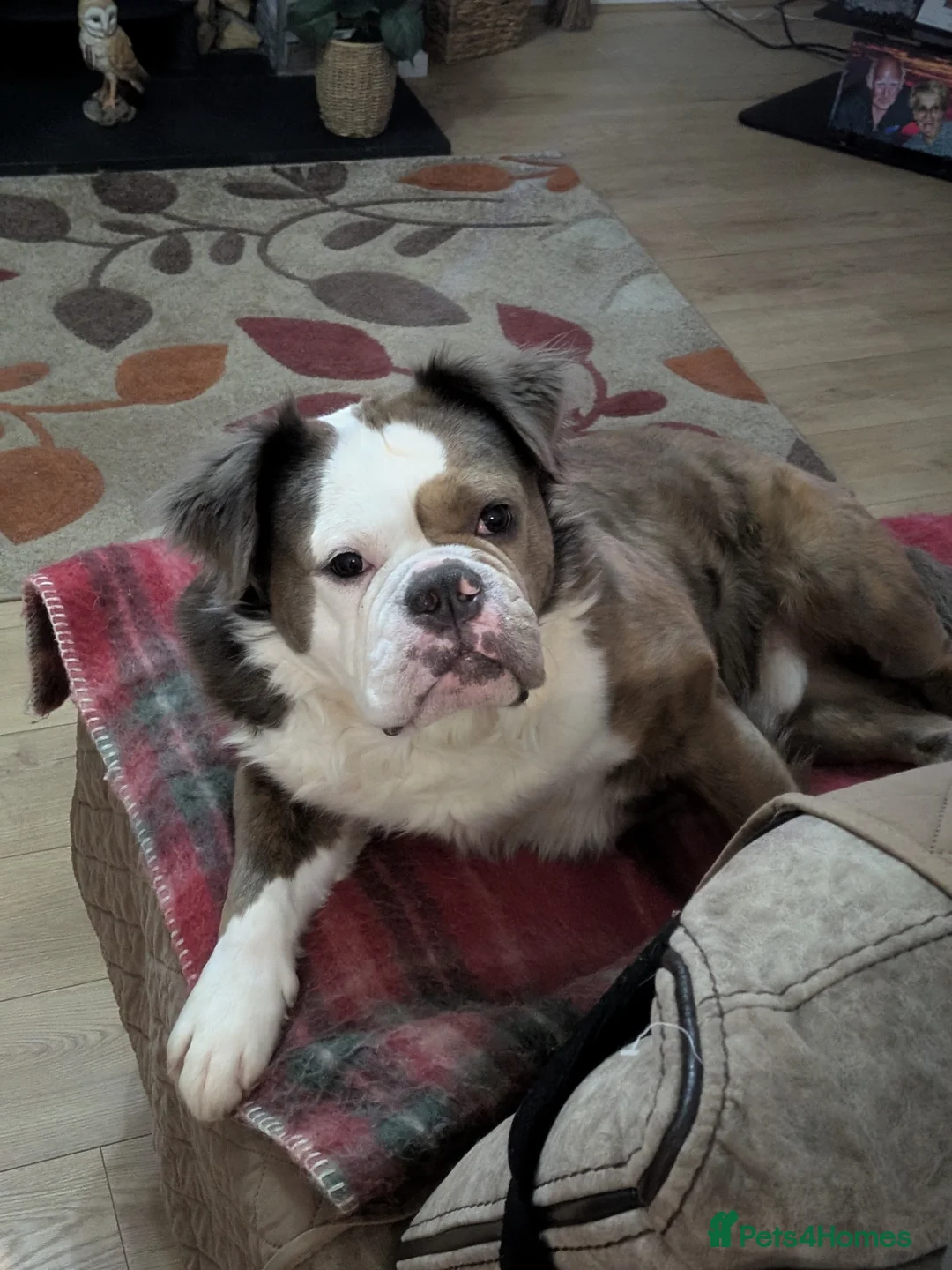 Old Tyme Bulldog dogs for sale: FOR SALE - Advert 5