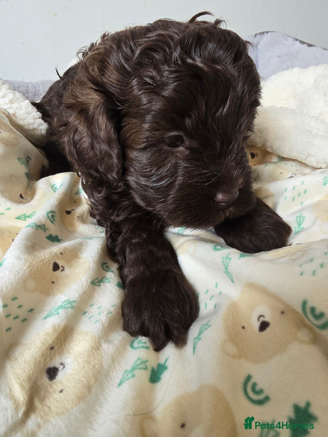 Shihpoo dogs for sale: 🐾 Adorable Shihpoo Puppies 🐾 - Image 11