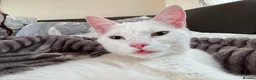 Mixed Breed cats for sale: Kittens - Advert 1