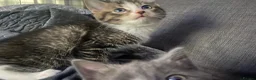 Mixed Breed cats for sale: Lovely little kittens in Boston - Advert 30