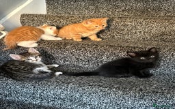 Mixed Breed cats for sale: 6 kitten kittens looking for there forever homes  - Image 10