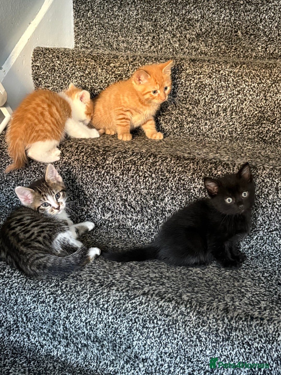 Mixed Breed cats for sale: 6 kitten kittens looking for there forever homes  - Image 10