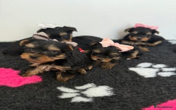 Yorkshire Terrier dogs for sale: Yorkshire Terrier Puppy 5 - 6 beautiful Yorkshire terriers  - Image 39