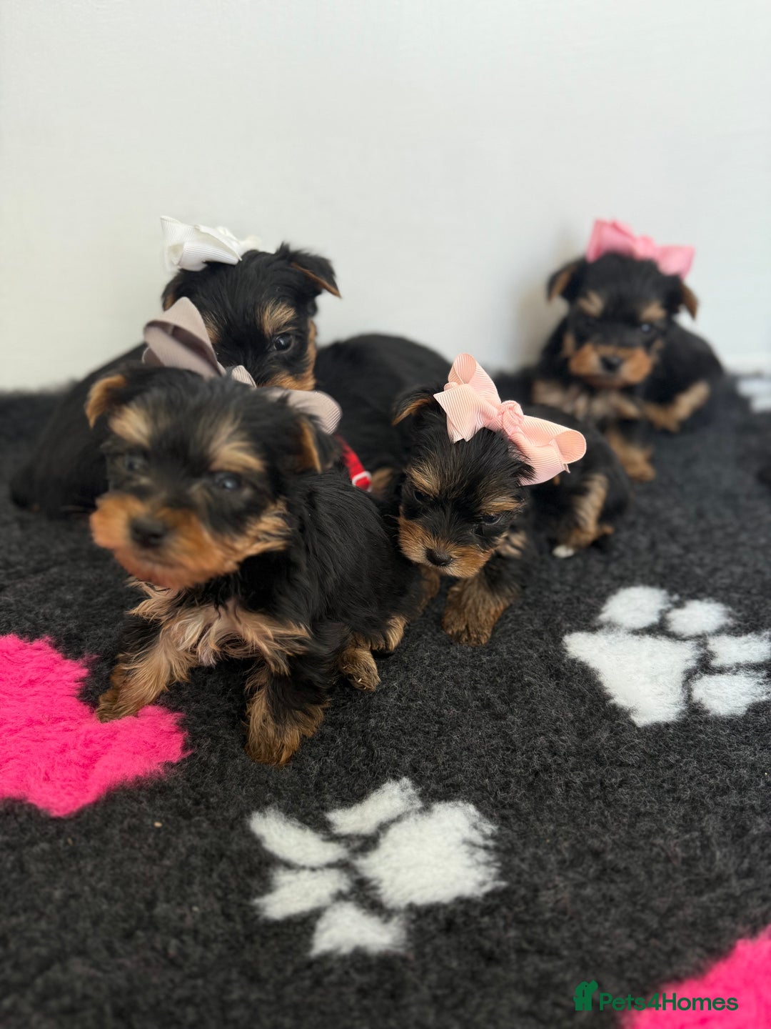 Yorkshire Terrier dogs for sale: Yorkshire Terrier Puppy 5 - 6 beautiful Yorkshire terriers  - Image 39