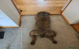 Staffordshire Bull Terrier dogs for stud: Blue/brindle Staffy  - Image 4
