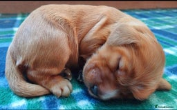 Cocker Spaniel dogs for sale: GOLDEN health tested show cocker spaniel pups - Image 11