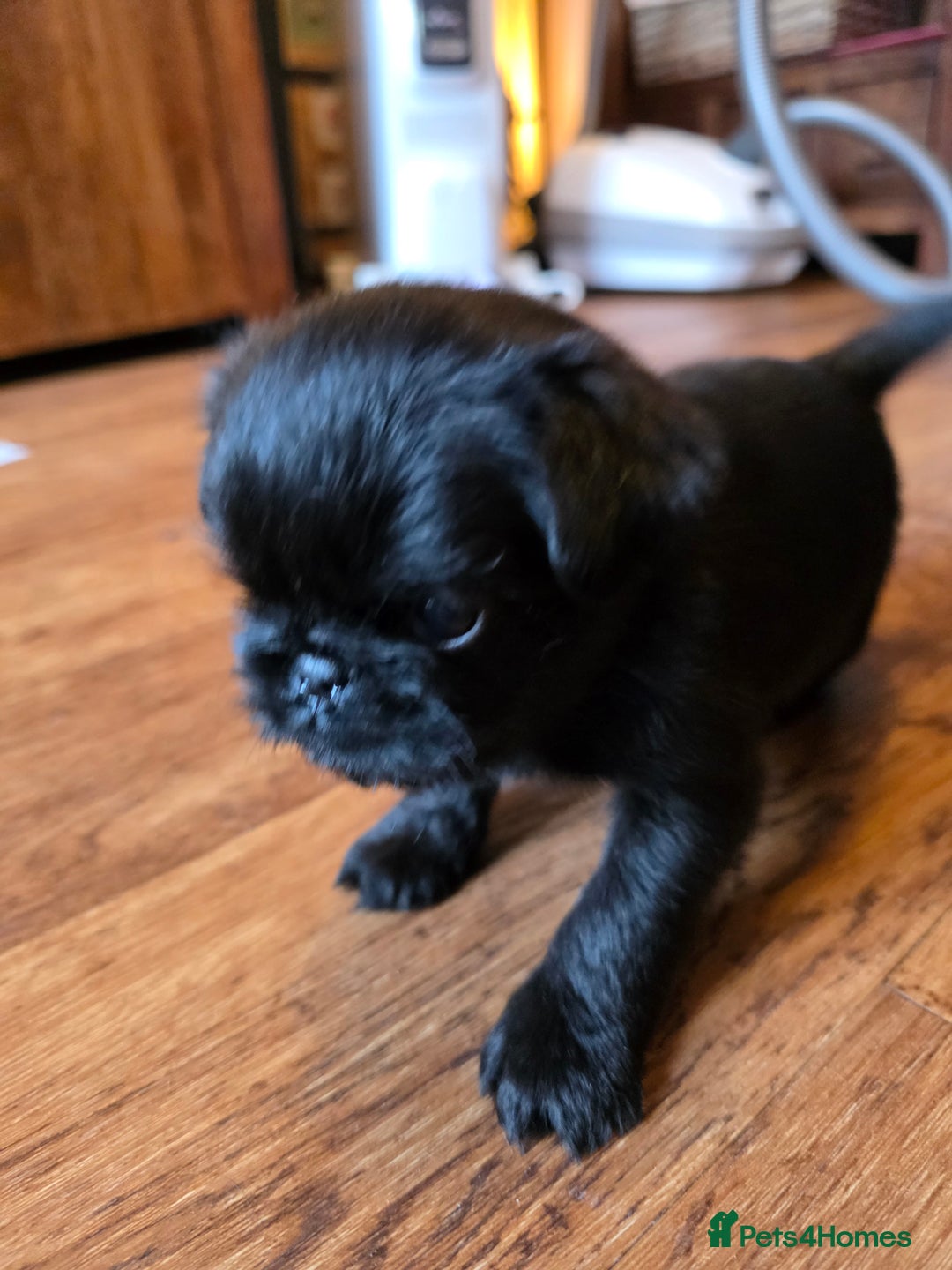 Griffon Bruxellois dogs for sale: KC Registered Rough Brussels Griffon  - Advert 14