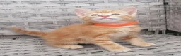 Mixed Breed cats for sale: Exceptional Kittens, Wonderful Personalities ❤️ in Waltham Cross - Advert 9