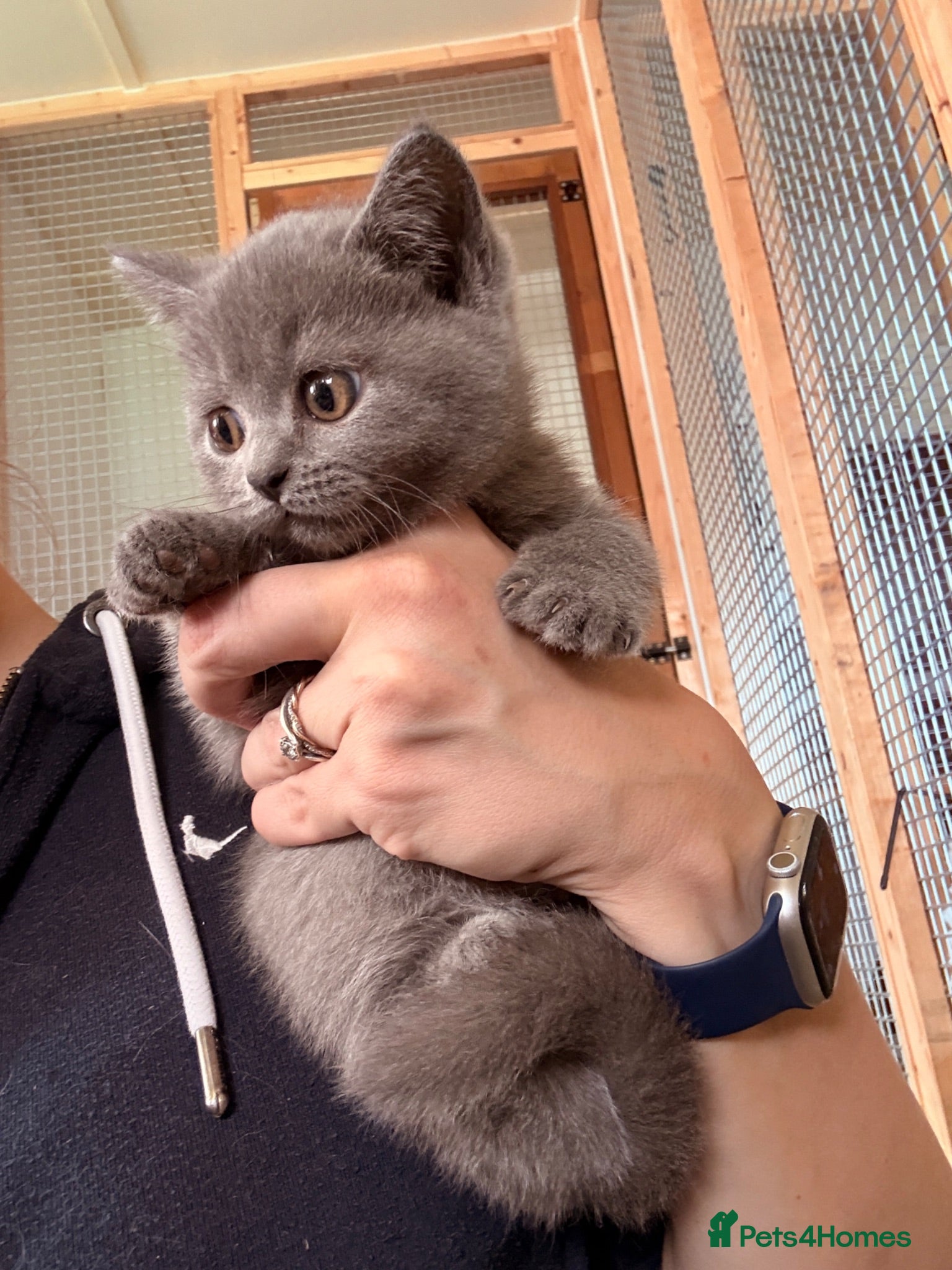 British Shorthair cats GCCF pedigree beautiful BSH kittens  - Advert 2