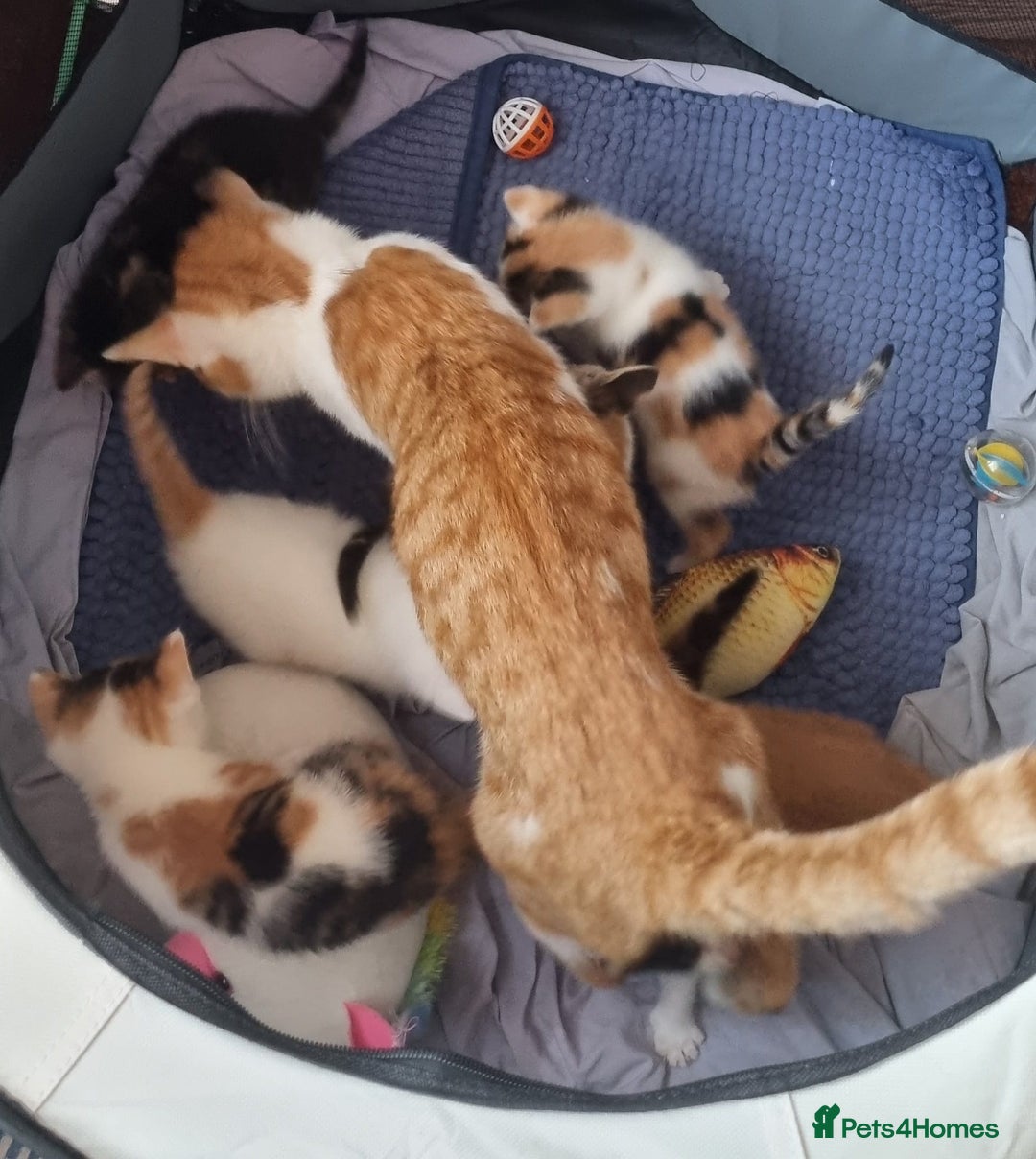 Mixed Breed cats for sale: Beautiful Kittens for Sale – 3 Females & 3 Males - Advert 5