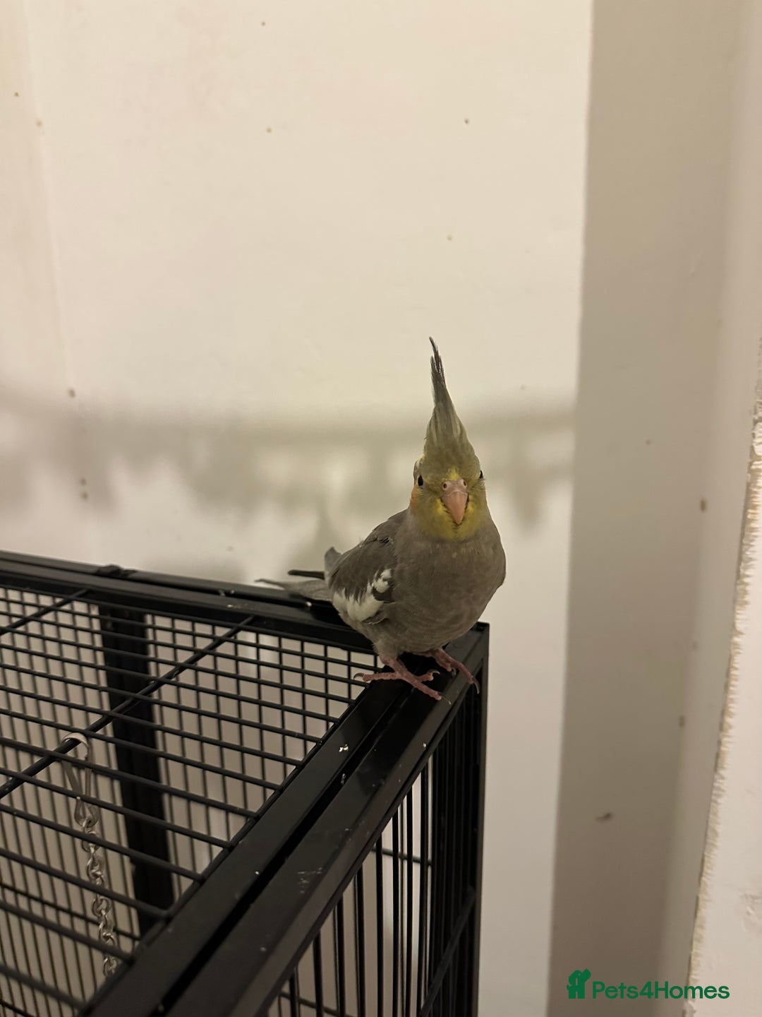 Cockatiels birds for sale: Beautiful Cinamon cockatiel baby - Advert 4