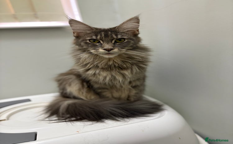 Maine Coon cats - Advert 4