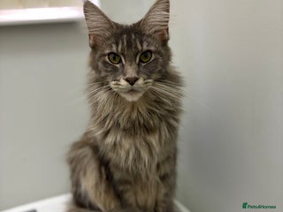 Maine Coon cats - Advert 2