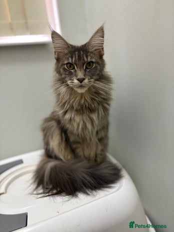 Maine Coon cats - Advert 1