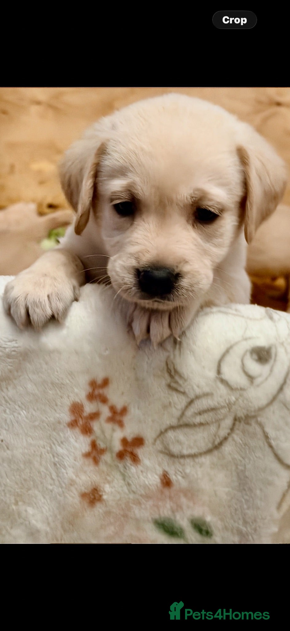 Goldador dogs 🐾 Stunning Goldador Puppies 🐾 - Advert 1