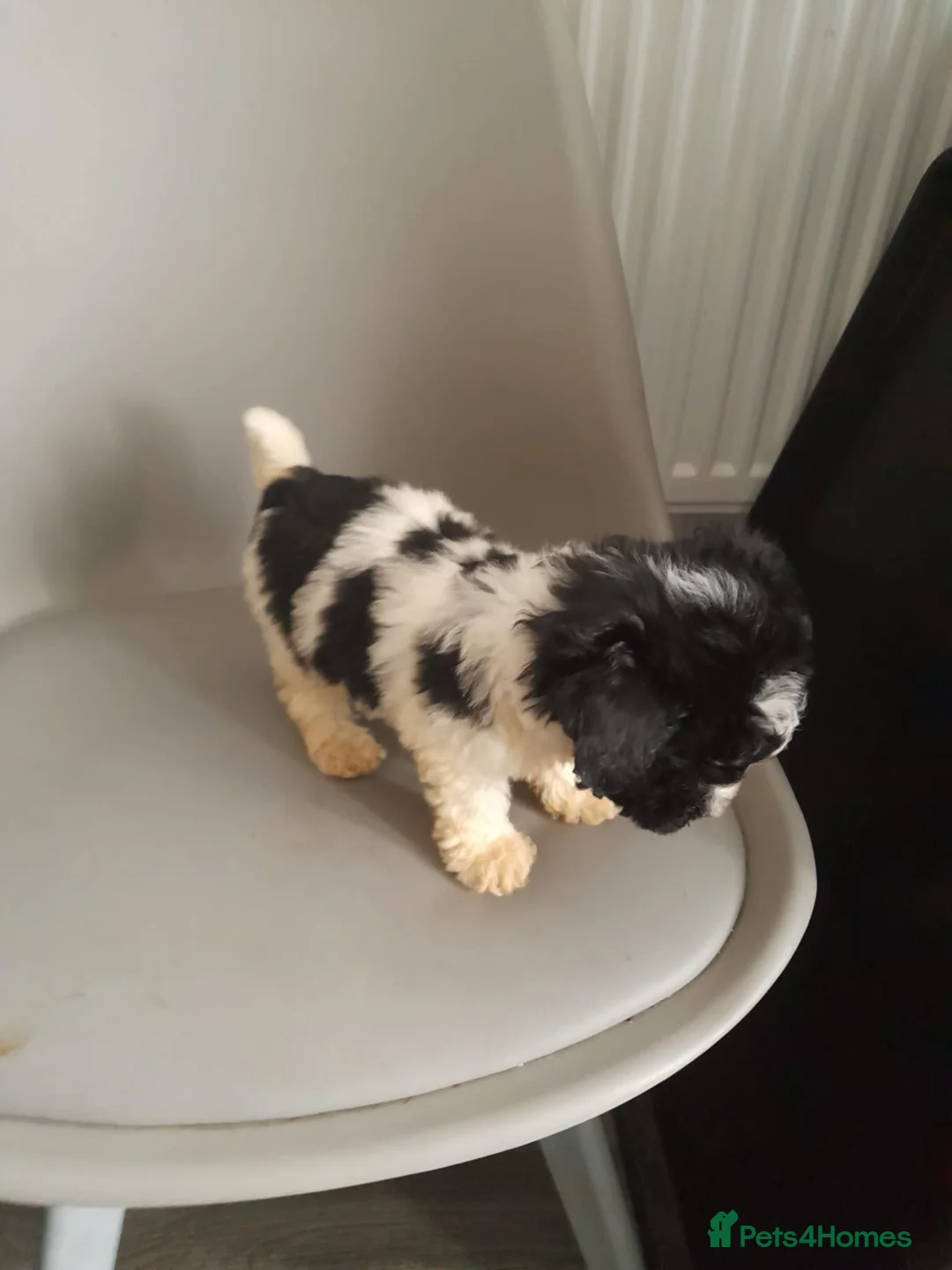 Mixed Breed livestock for sale: Bichon frize in Birmingham - Advert 3