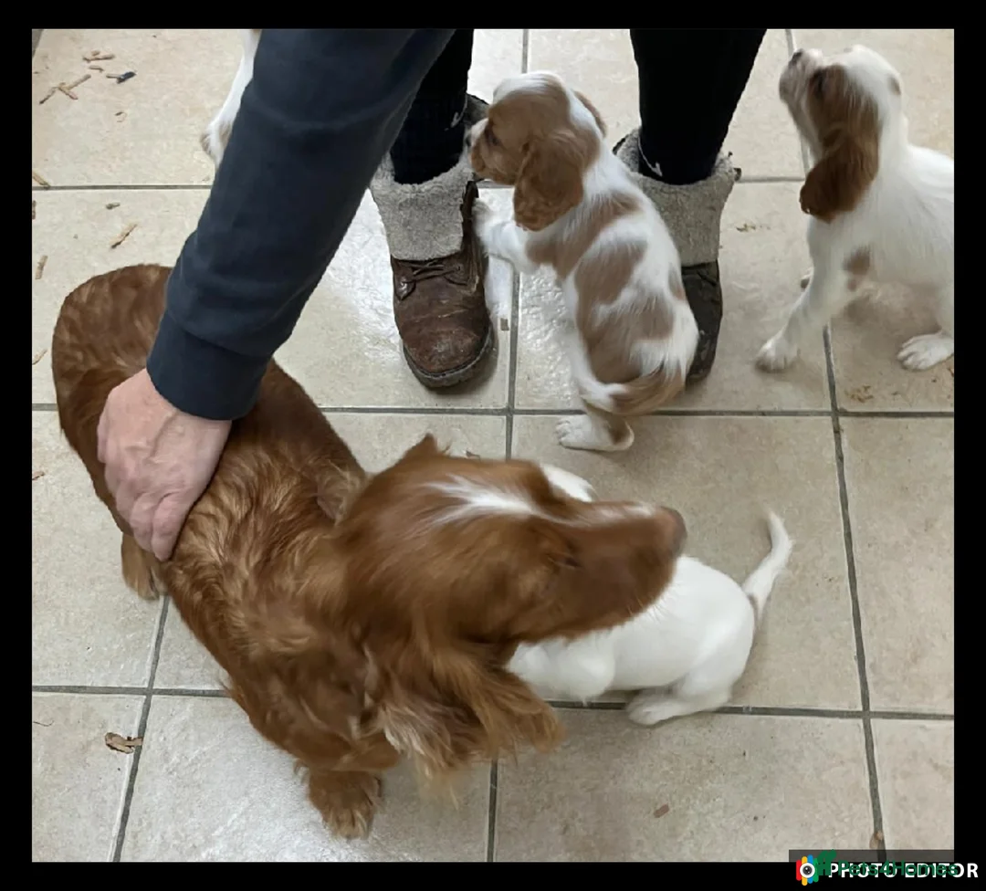 Cockalier dogs for sale: Beautiful Cockaliers - Advert 2