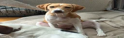 Mixed Breed dogs for adoption: Gretchen is ready to steal your heart - Advert 1