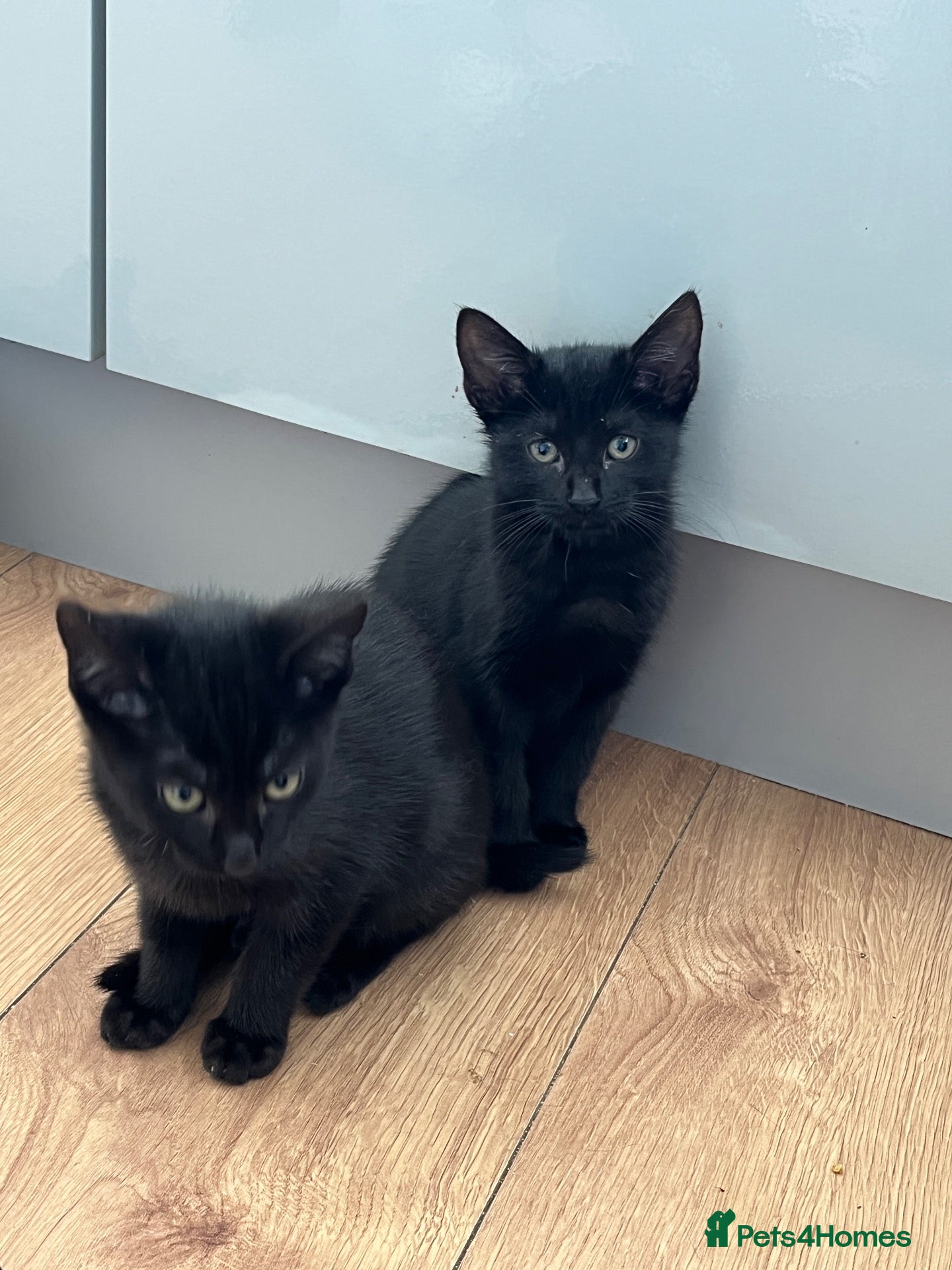Mixed Breed cats for sale: 3 girls are looking for a home - Advert 15