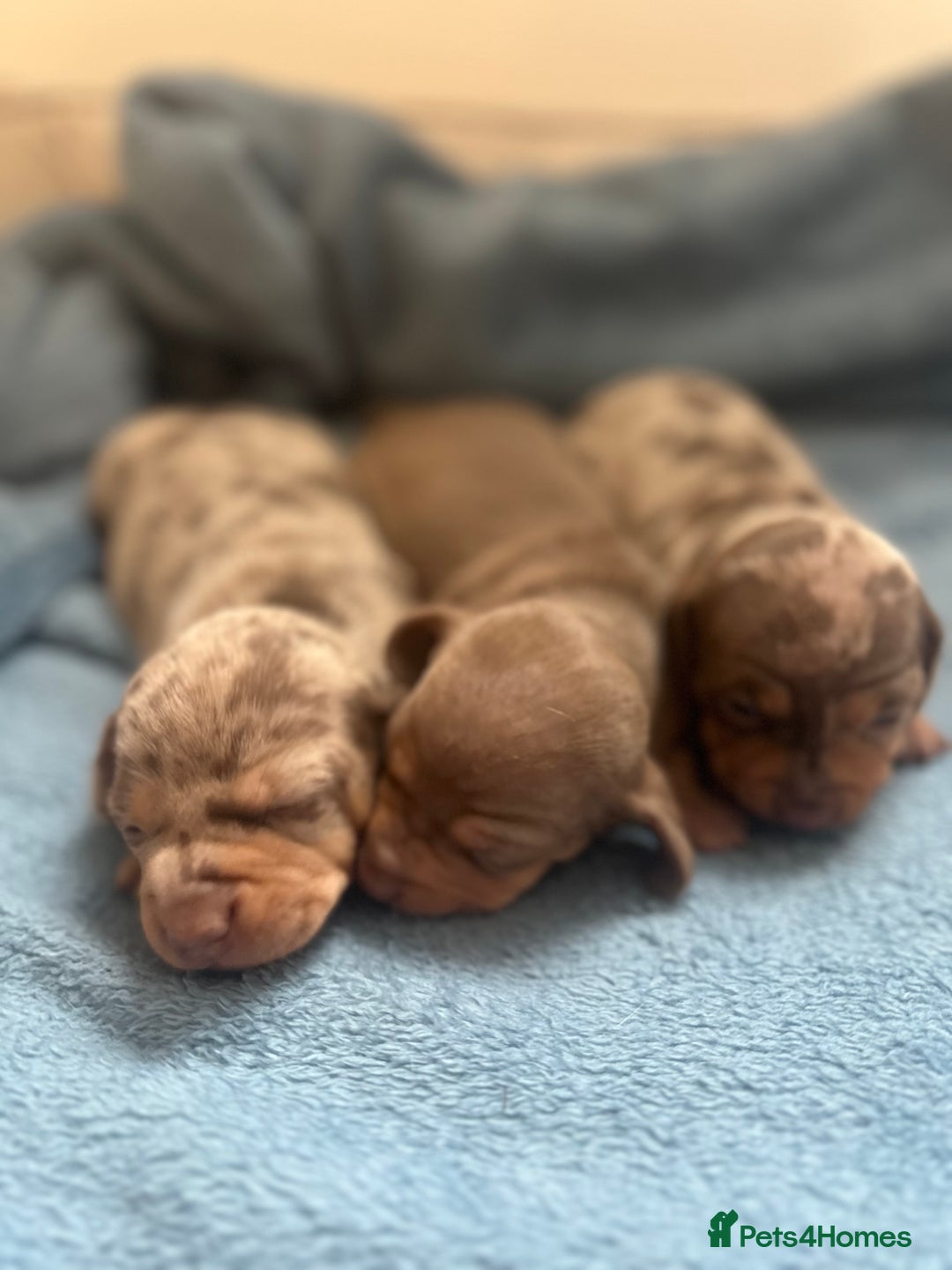 Miniature Dachshund dogs for sale: Special delivery 💙❤️ - Advert 3