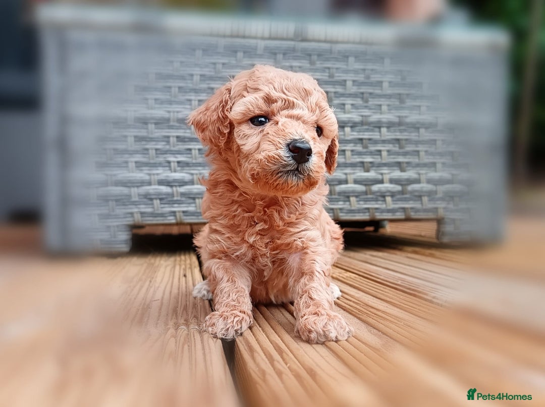 Toy Poodle dogs for sale: Charming Toy Poodle Puppies - Image 10