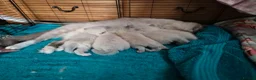 Ragdoll cats for sale: Ragdoll Kittens in Waterlooville - Advert 4