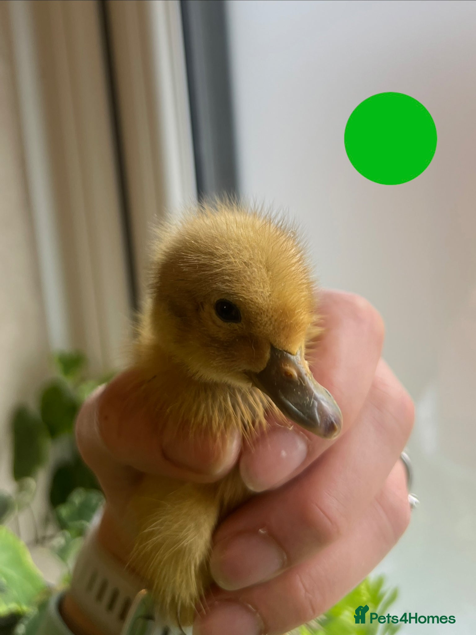 Ducks poultry Welsh Harlequin ducklings - Advert 1