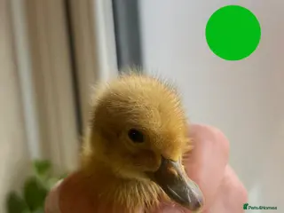 Ducks poultry Welsh Harlequin ducklings - Advert 1