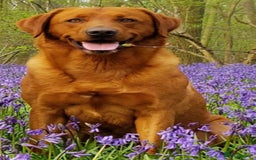 Labrador Retriever dogs for stud: Fox Red Stud Dog, Kennel Club Registered in Chelmsford - Image 2