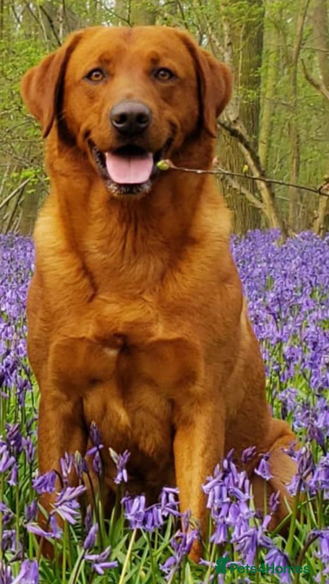 Labrador Retriever dogs for stud: Fox Red Stud Dog, Kennel Club Registered in Chelmsford - Image 2