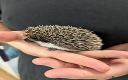 Pygmy Hedgehog rodents for sale: Gorgeous African Pygmy hedgehogs. Lots for sale! - Image 3