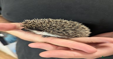Pygmy Hedgehog rodents - Advert 3