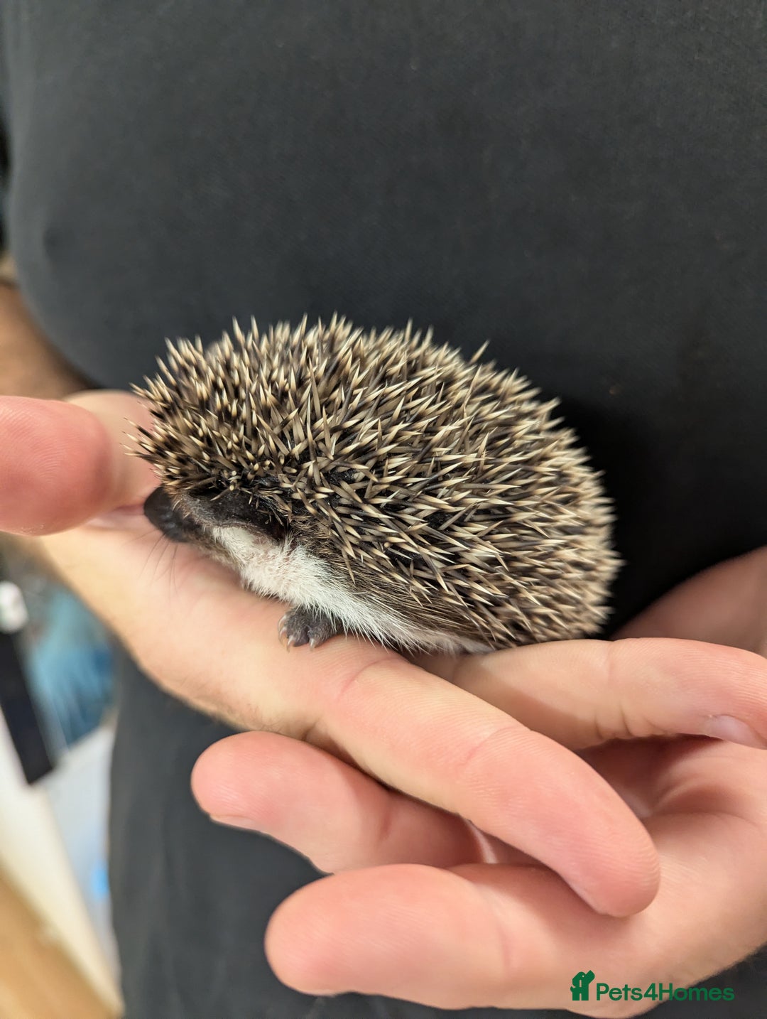 Pygmy Hedgehog rodents for sale: Gorgeous African Pygmy hedgehogs. Lots for sale! - Image 3