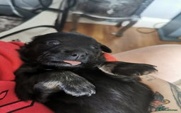 Mixed Breed dogs for sale: Little bundles of schweenie love!  - Image 9