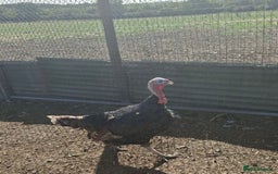Turkeys poultry for sale: Male Turkeys for sale! - Image 2