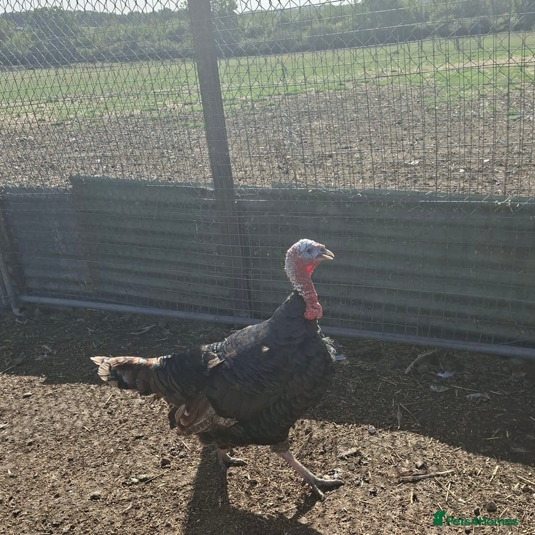 Turkeys poultry for sale: Male Turkeys for sale! - Image 2