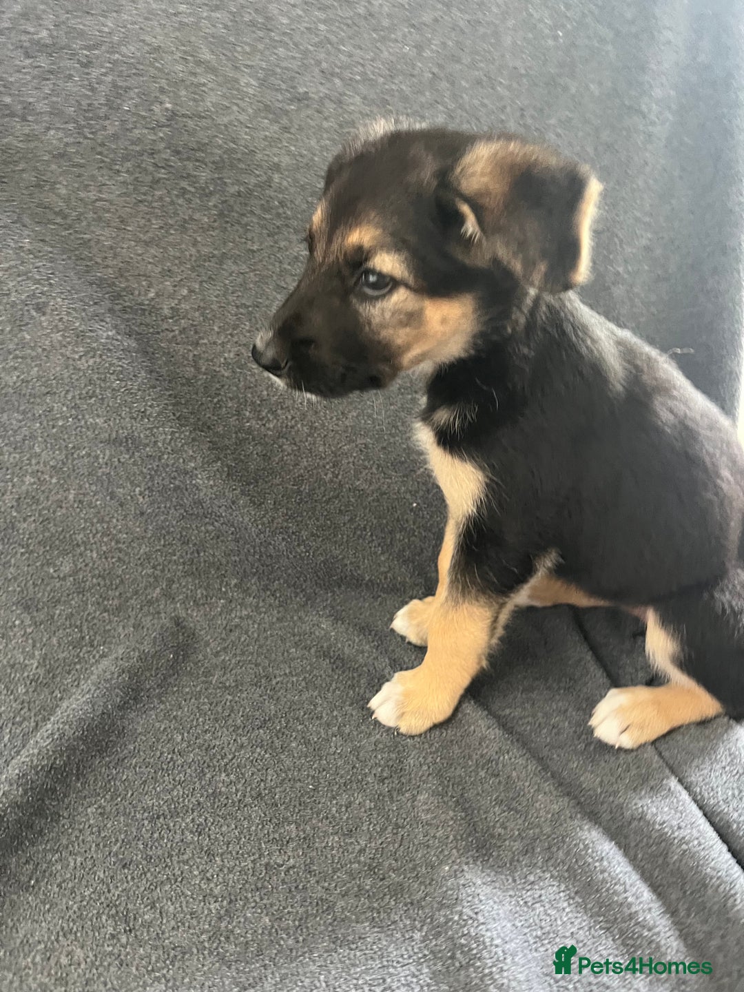 Mixed Breed dogs for sale: Belgian malinois x Anatolian shepherd mix pups 🐶  - Image 27