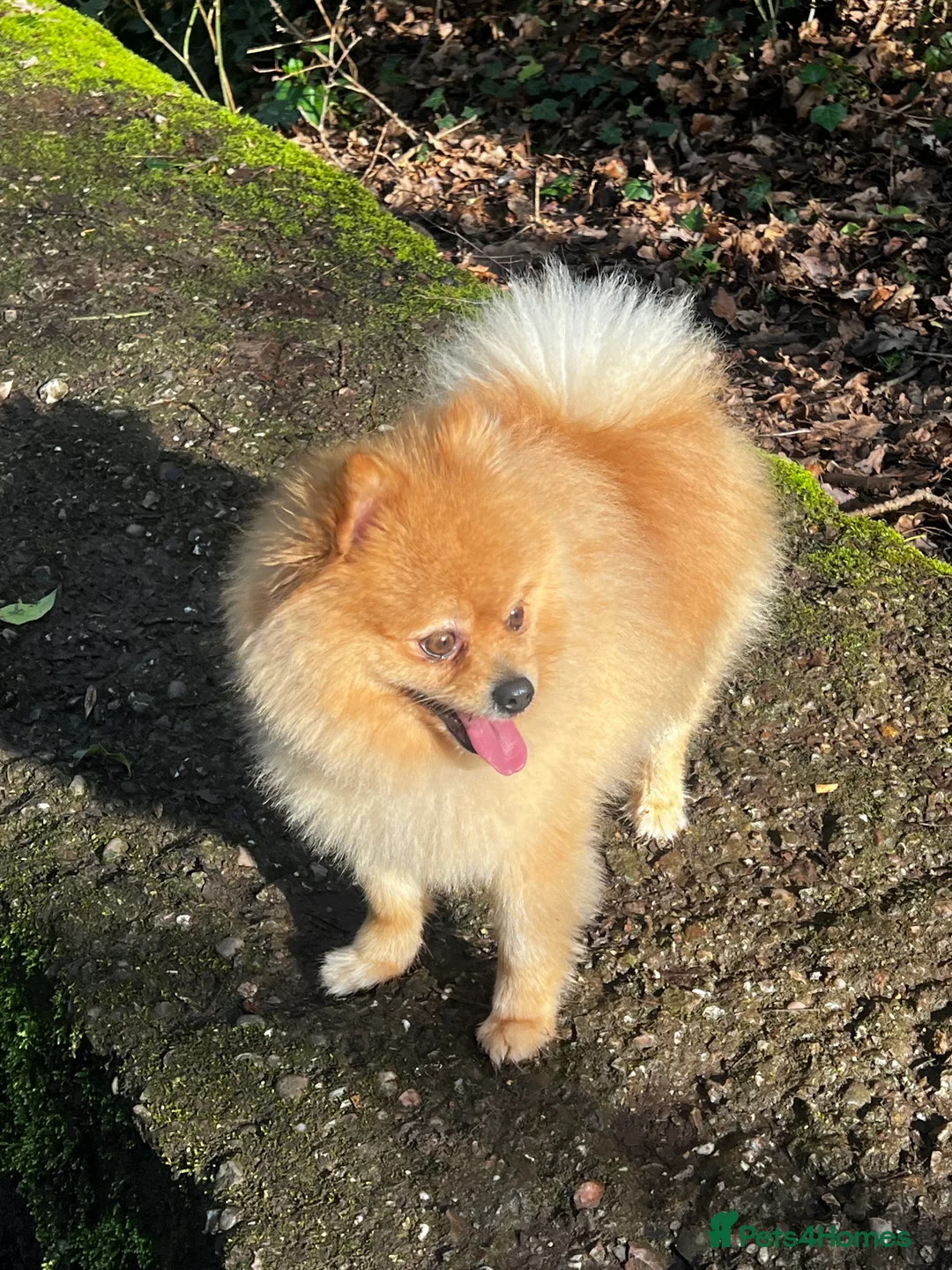 Pomeranian dogs for stud: 🌟 Stunning Pomeranian available for stud 🦊  - Advert 2